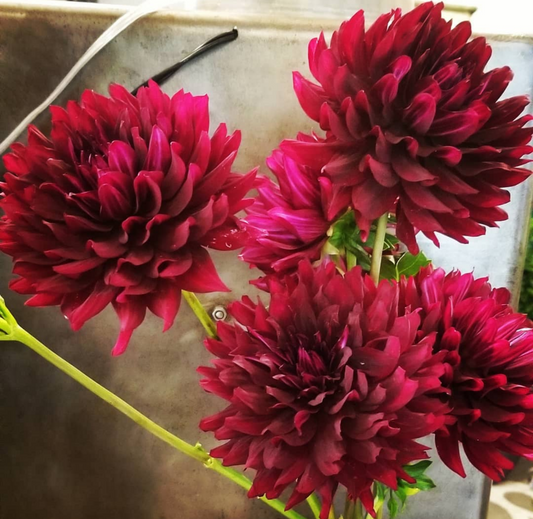 Fresh Flowers Delivered Daily