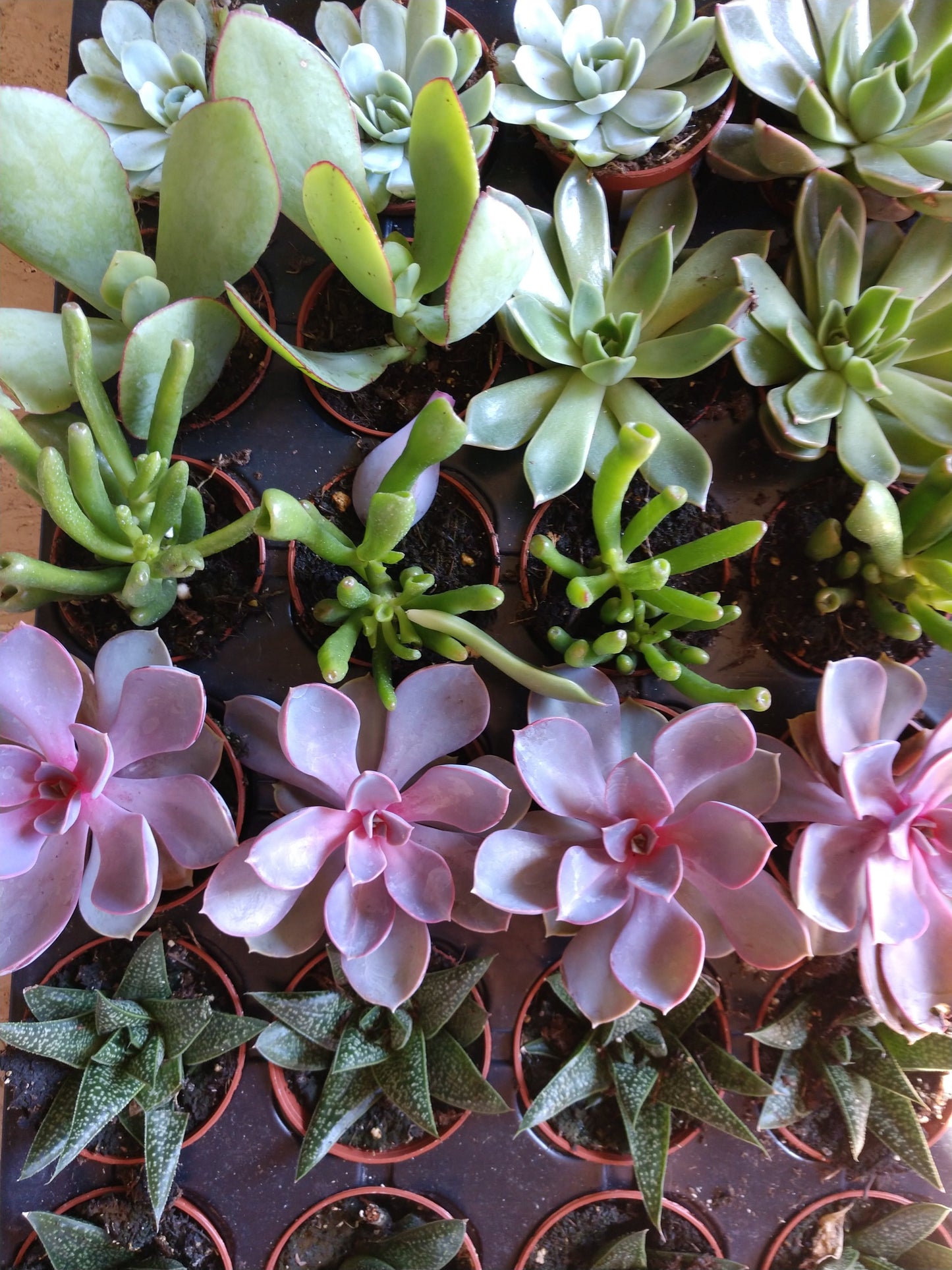 Small Hand Crafted Succulent Garden