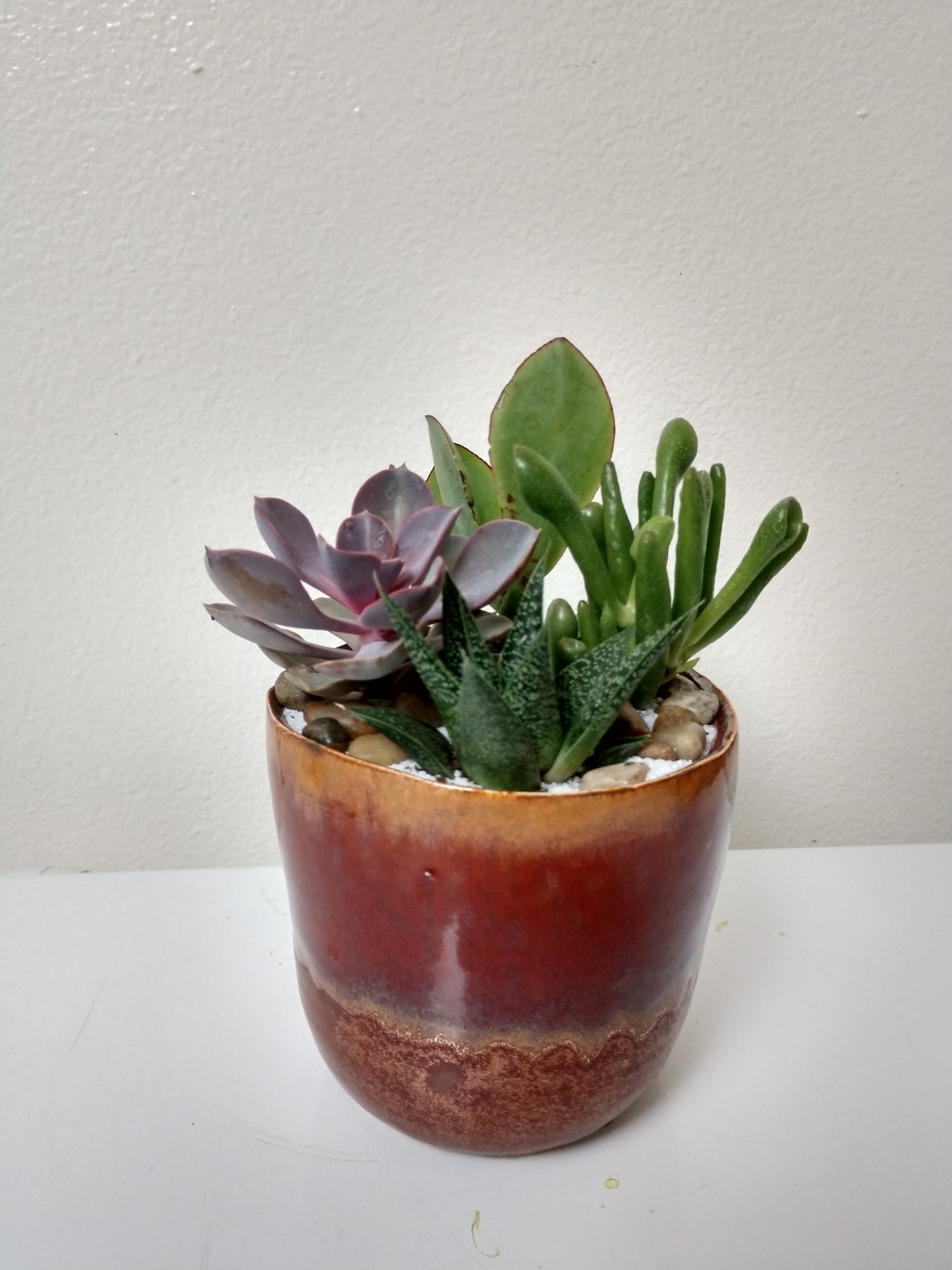 Small Hand Crafted Succulent Garden
