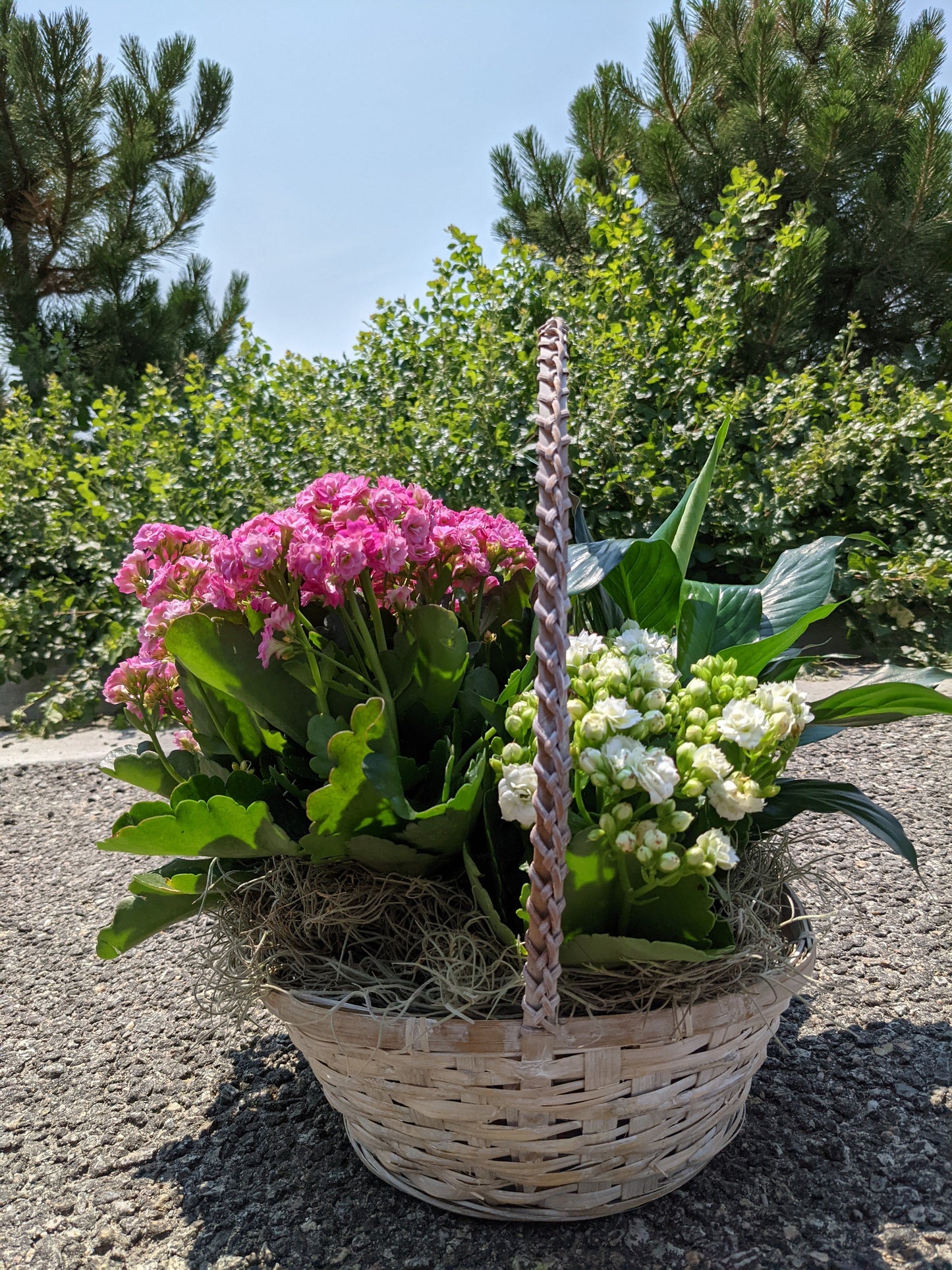 Small Blooming Plant Basket