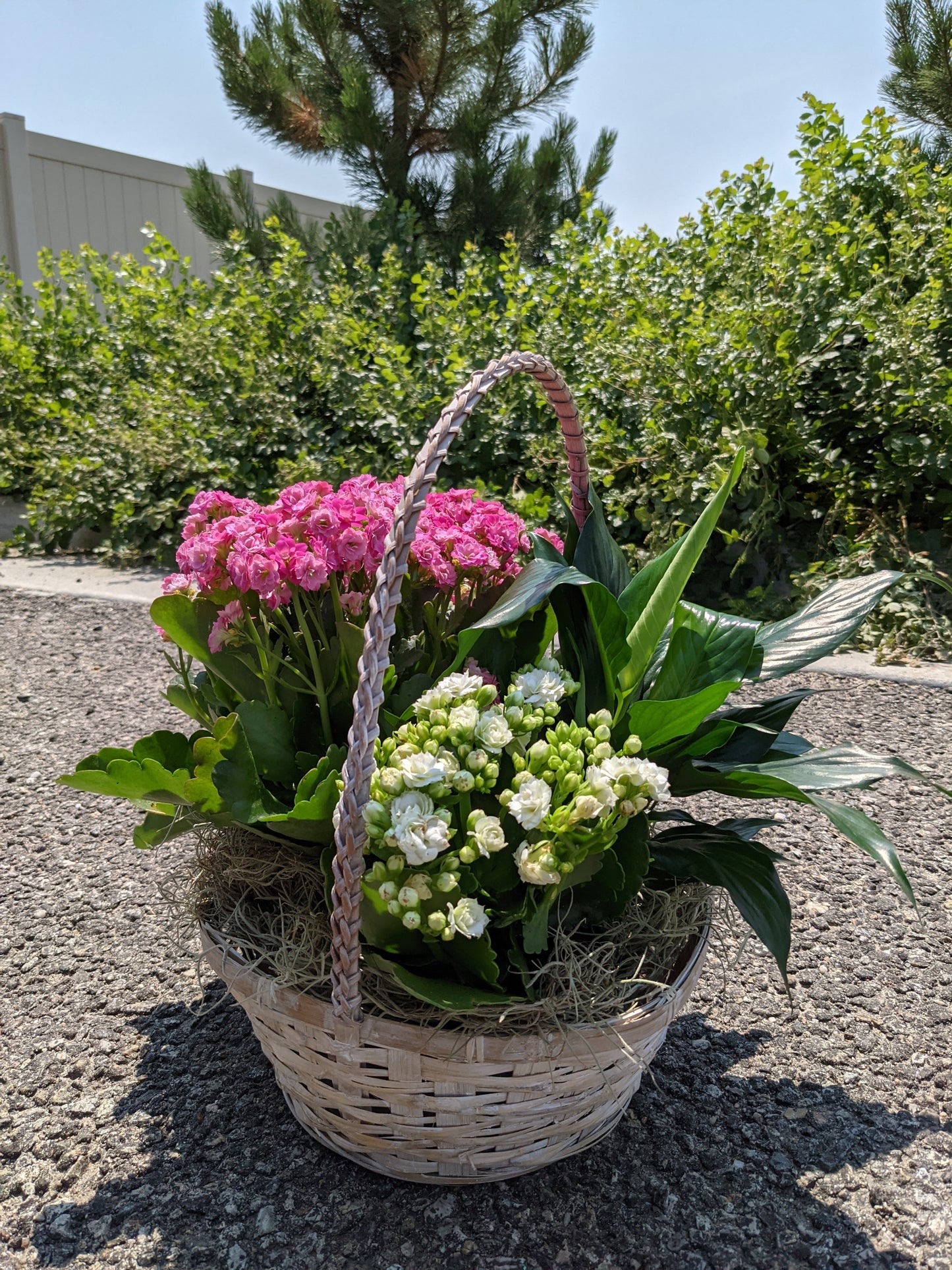 Small Blooming Plant Basket