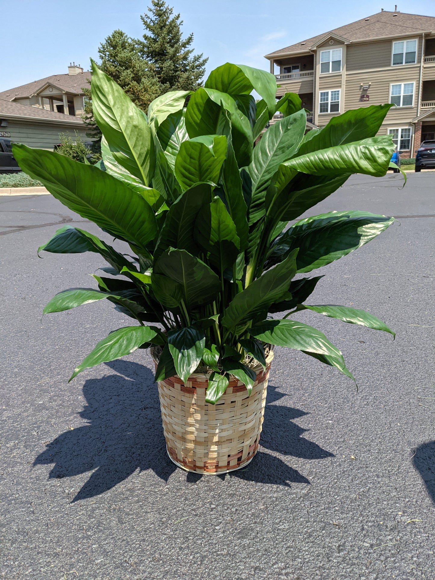 8" Peace Lily