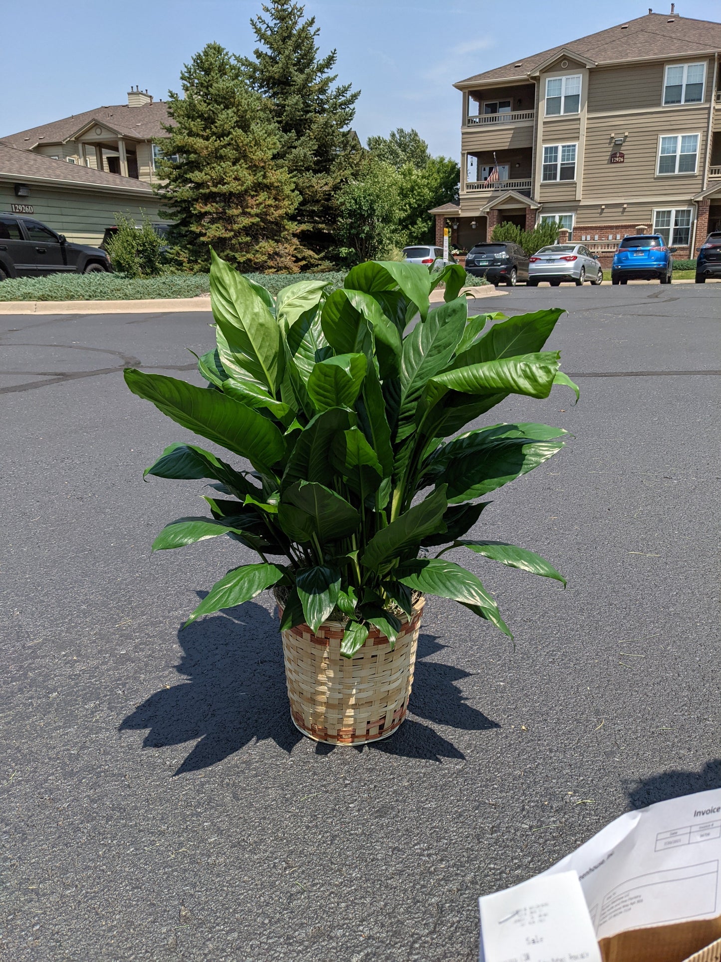 8" Peace Lily