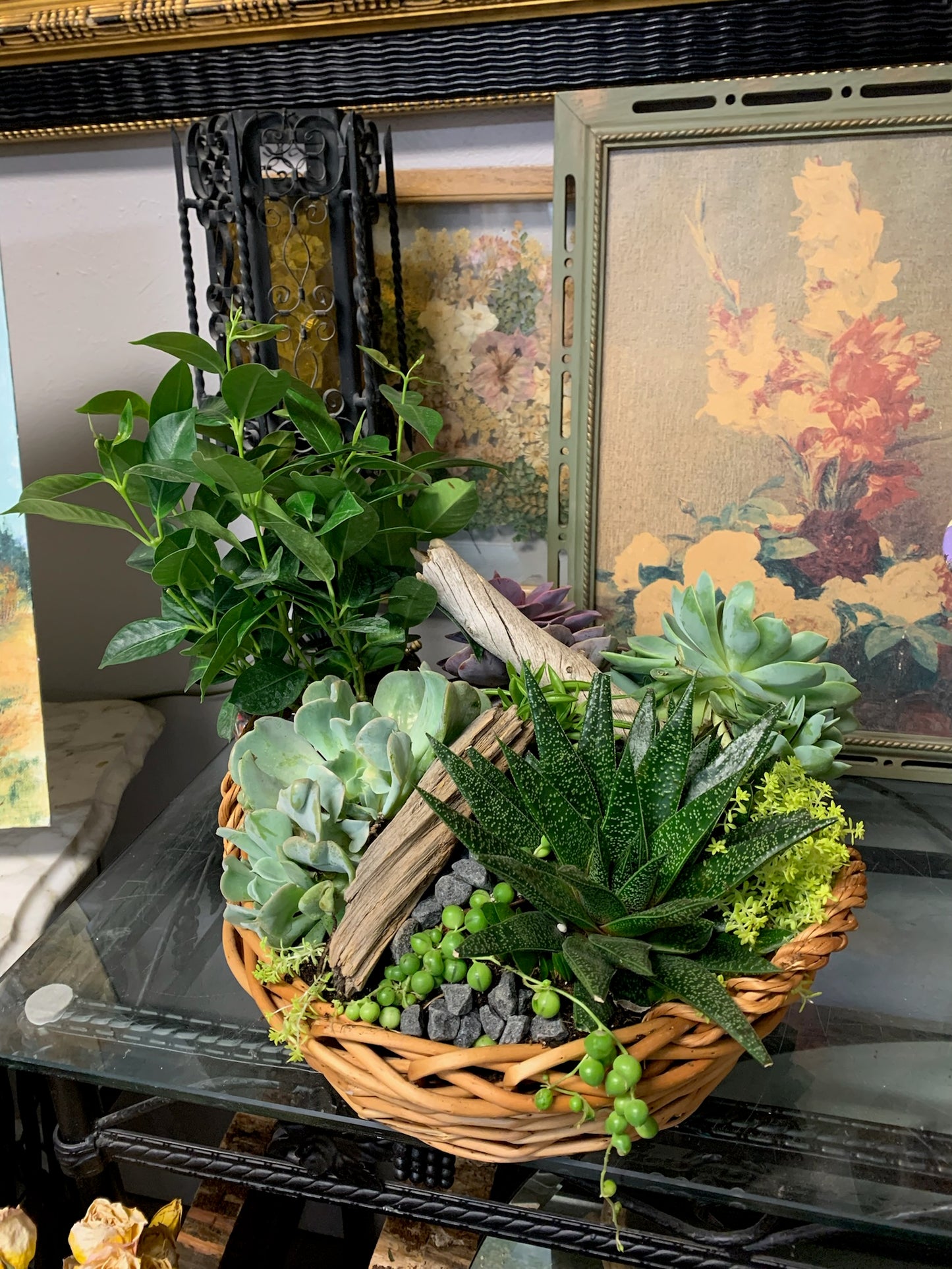 Elevated Succulent Gardens