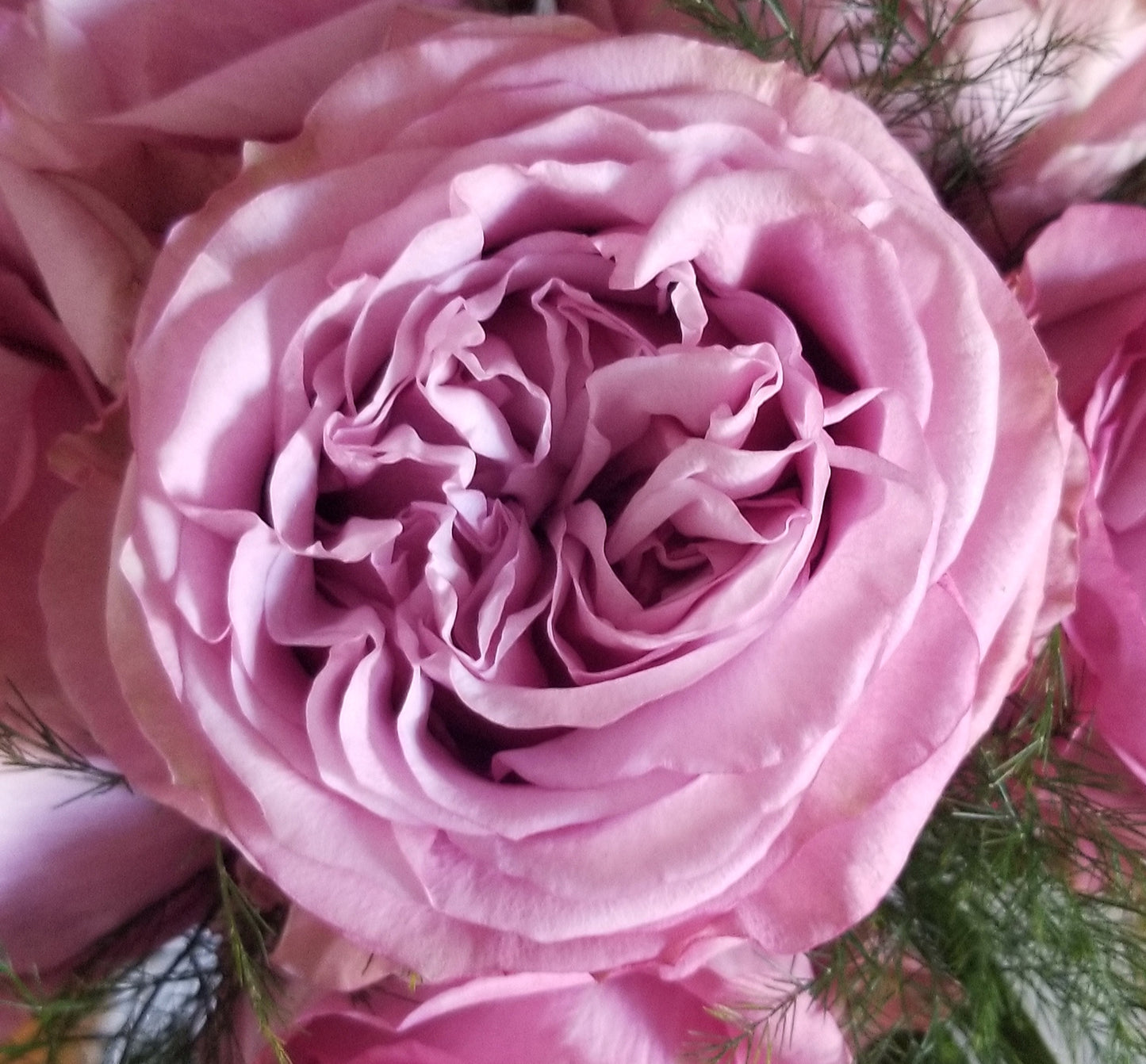 Lavender Rose Arrangement