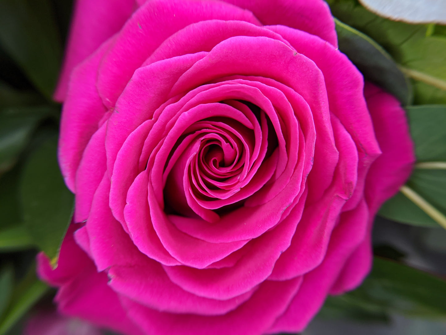 Lush Love