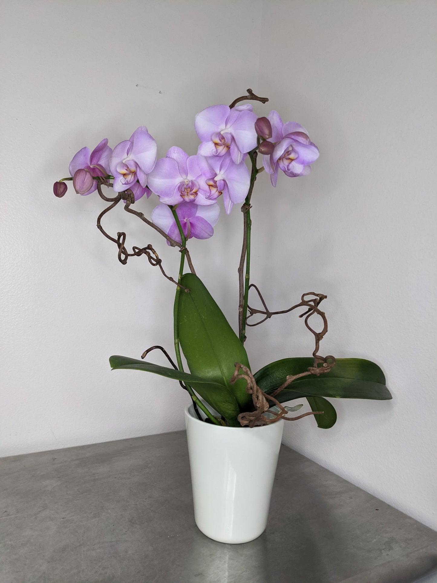 Pink Orchid