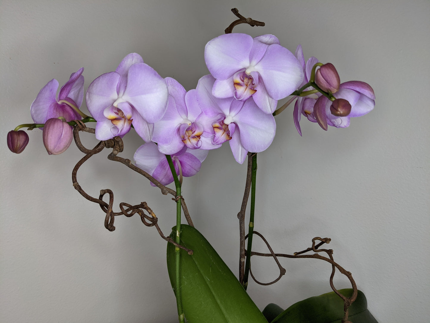 Pink Orchid