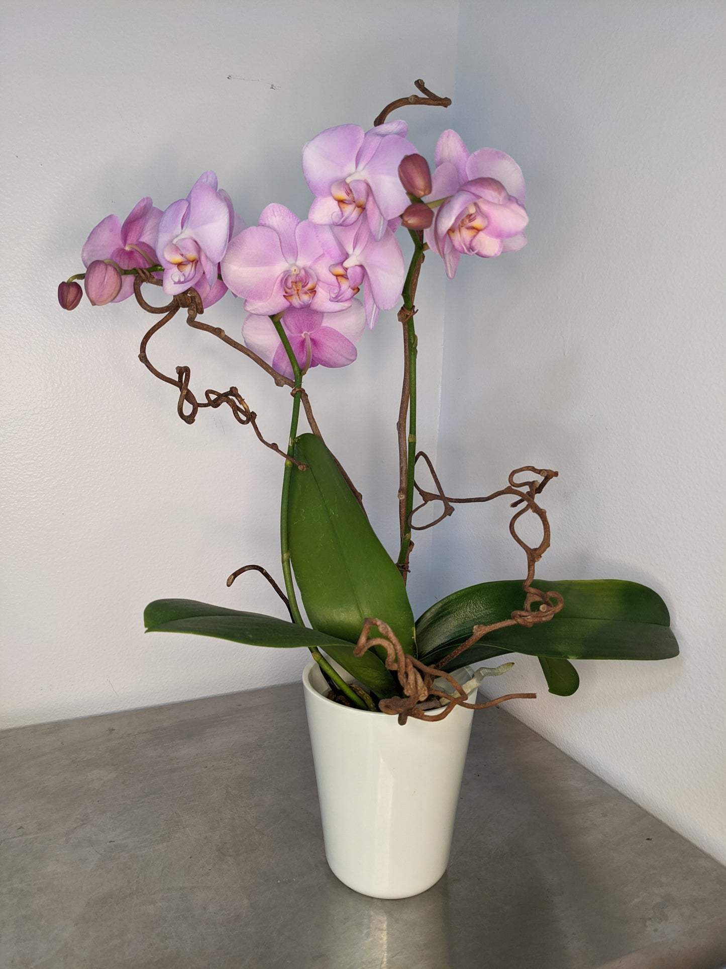 Pink Orchid