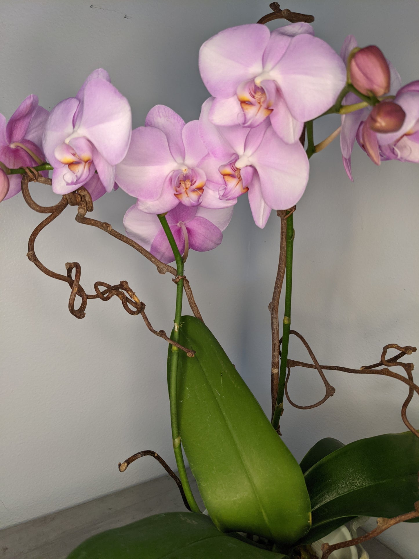 Pink Orchid