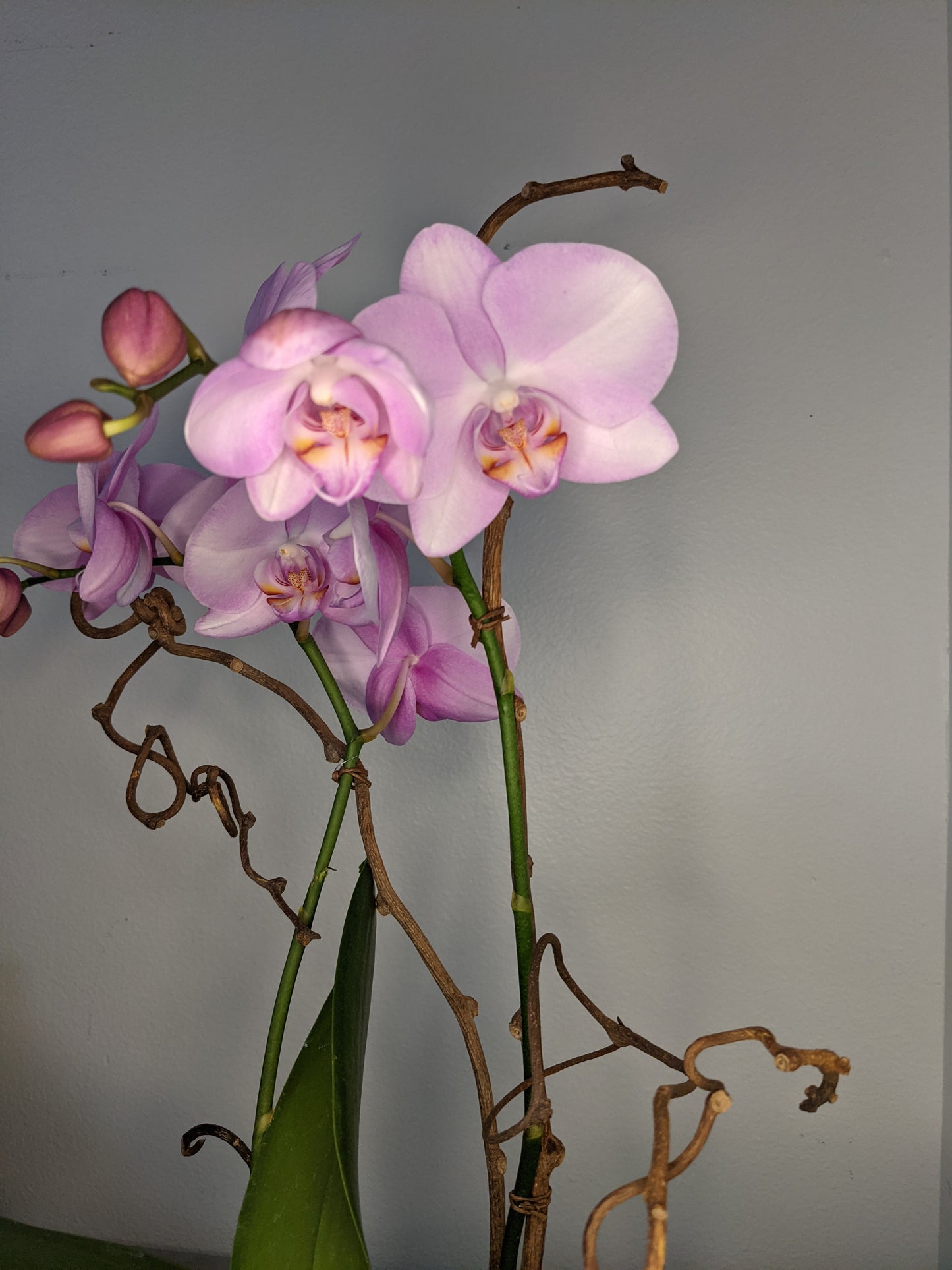 Pink Orchid