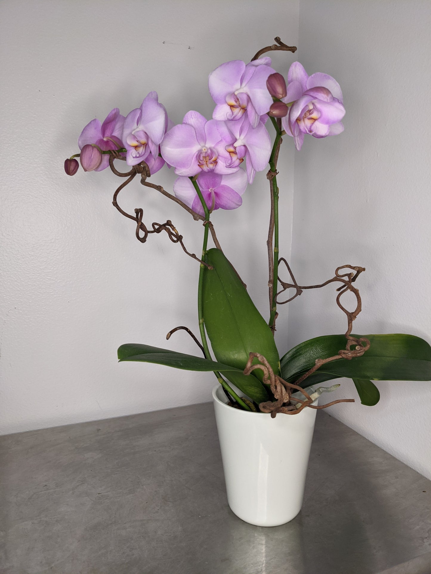Pink Orchid