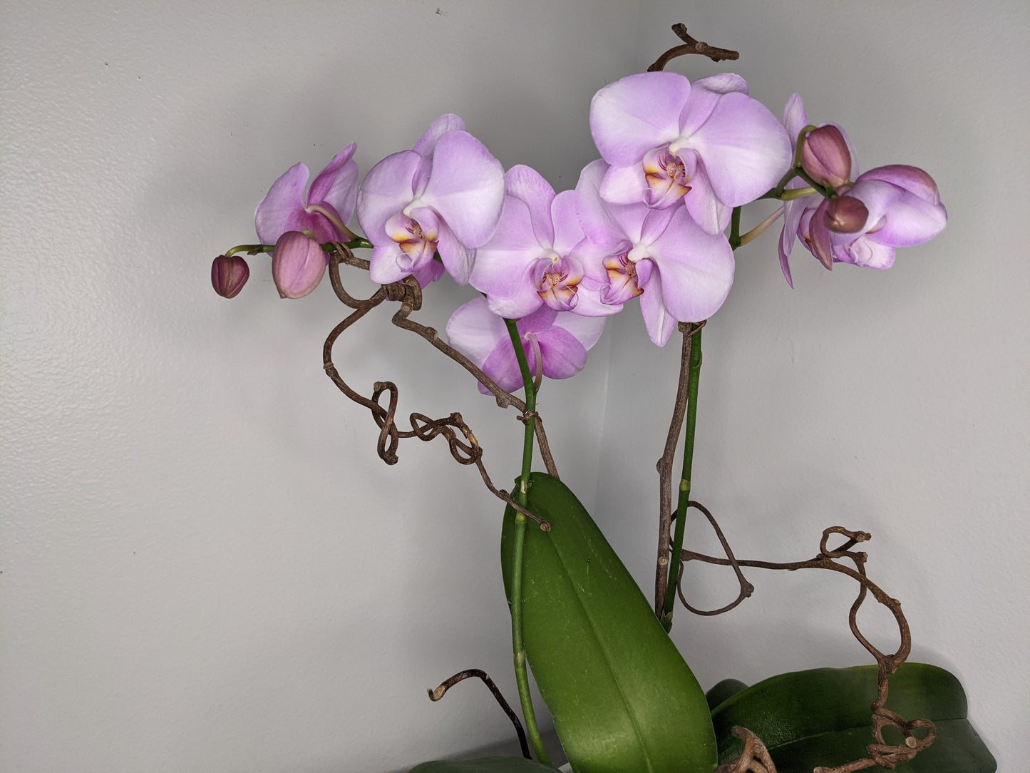 Pink Orchid