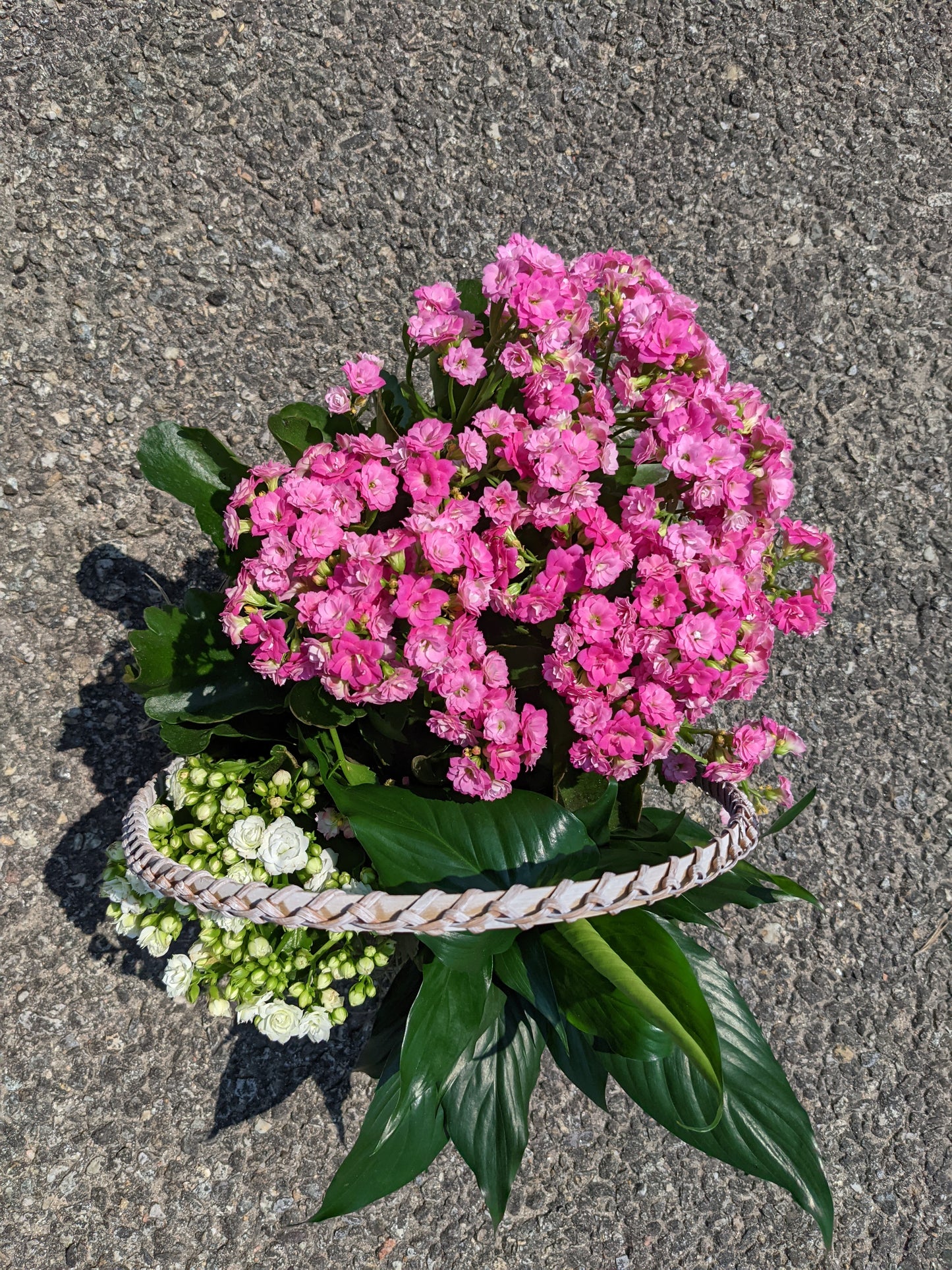 Blooming Plant Basket