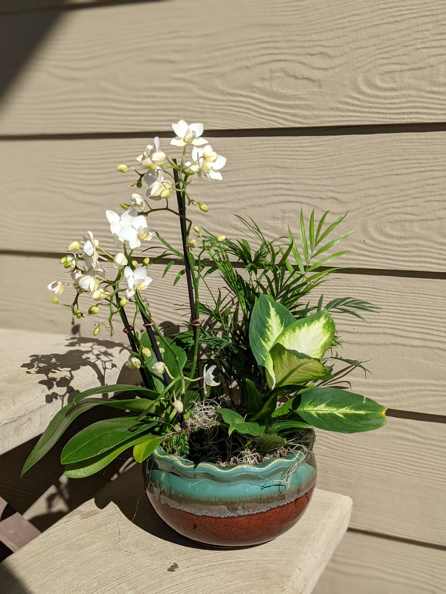 Orchid dish garden