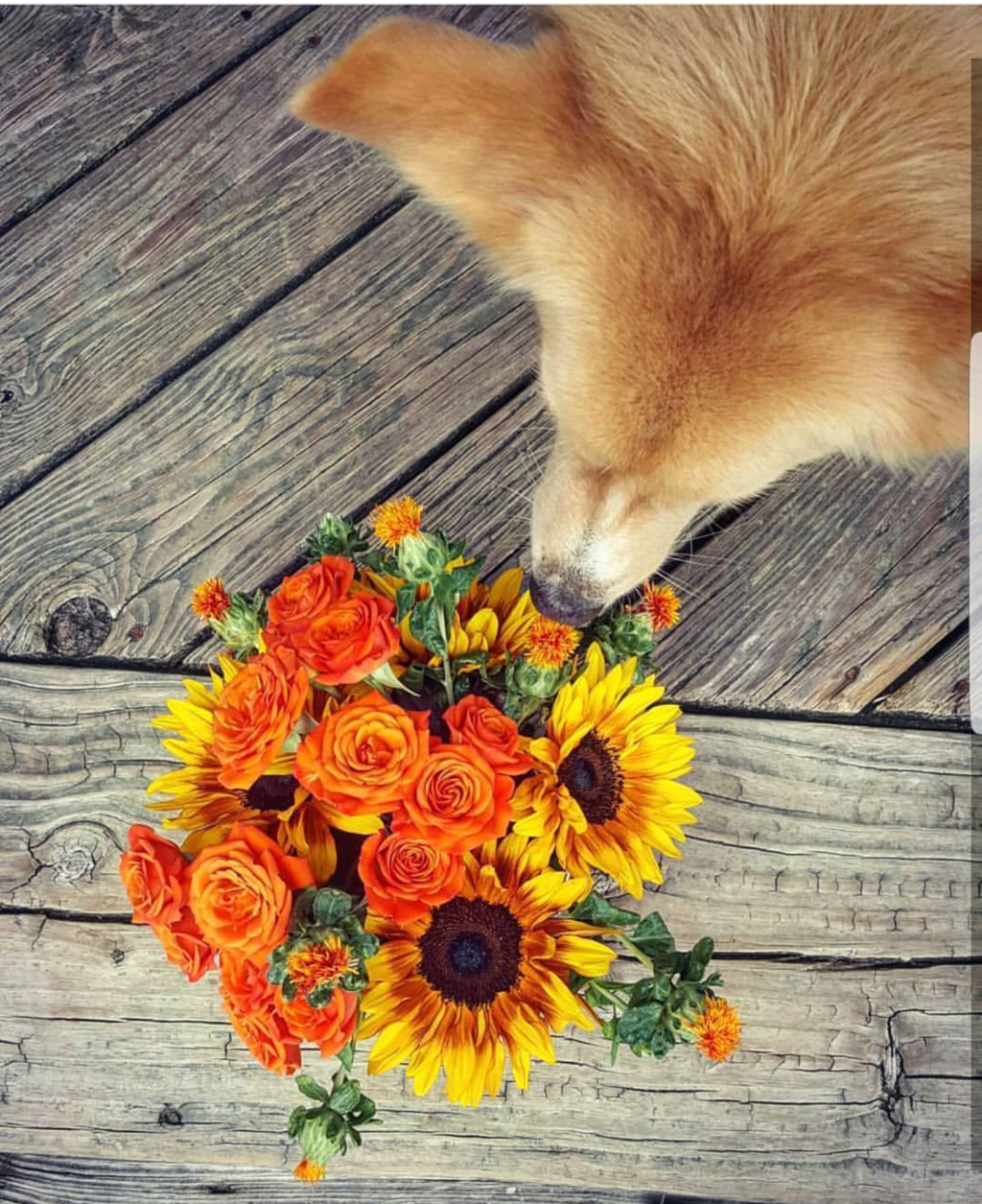 Freddie's Flowers