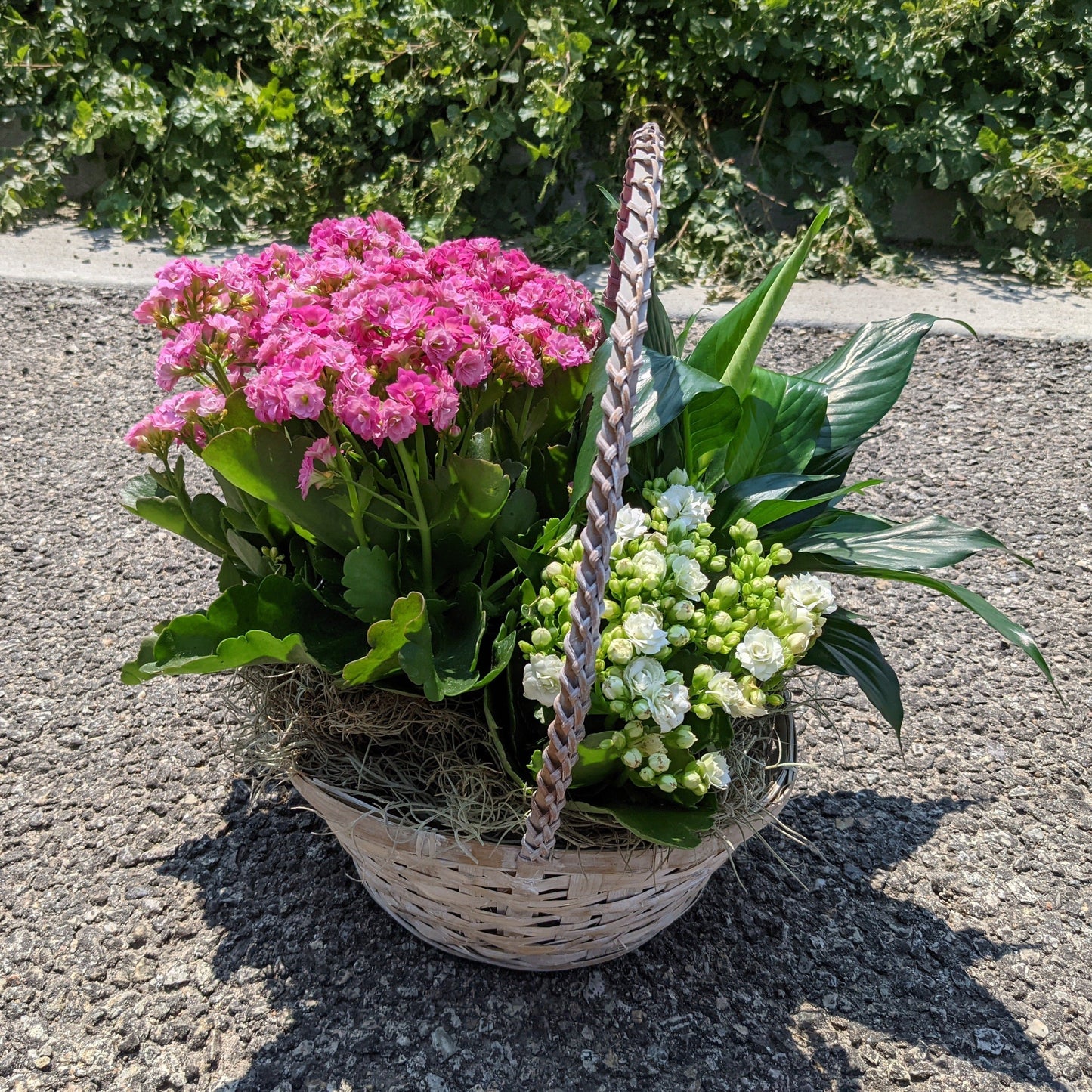 Small Blooming Plant Basket