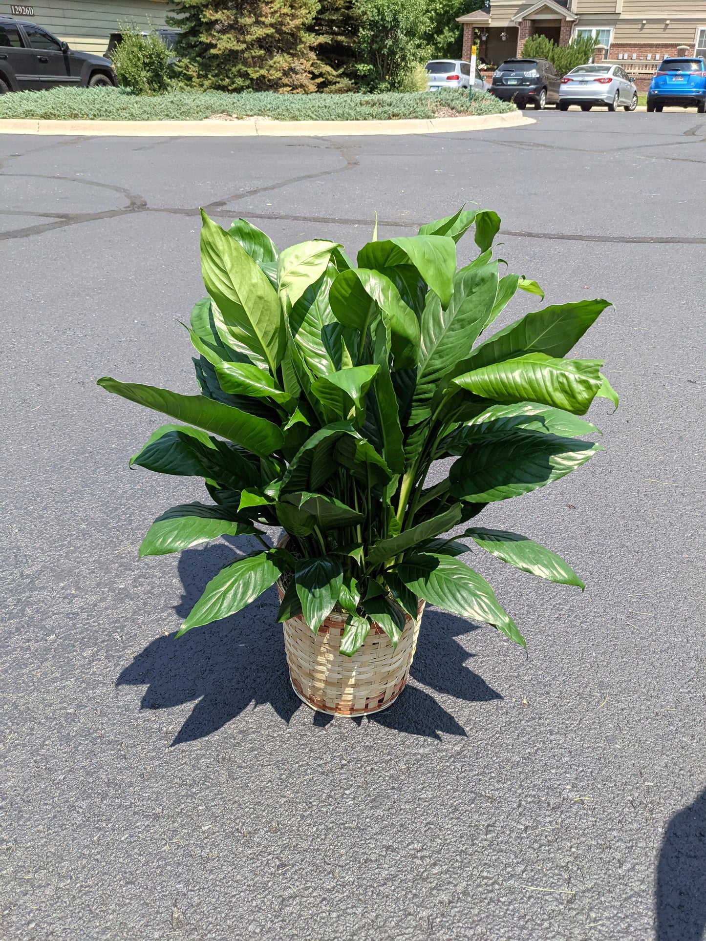 8" Peace Lily
