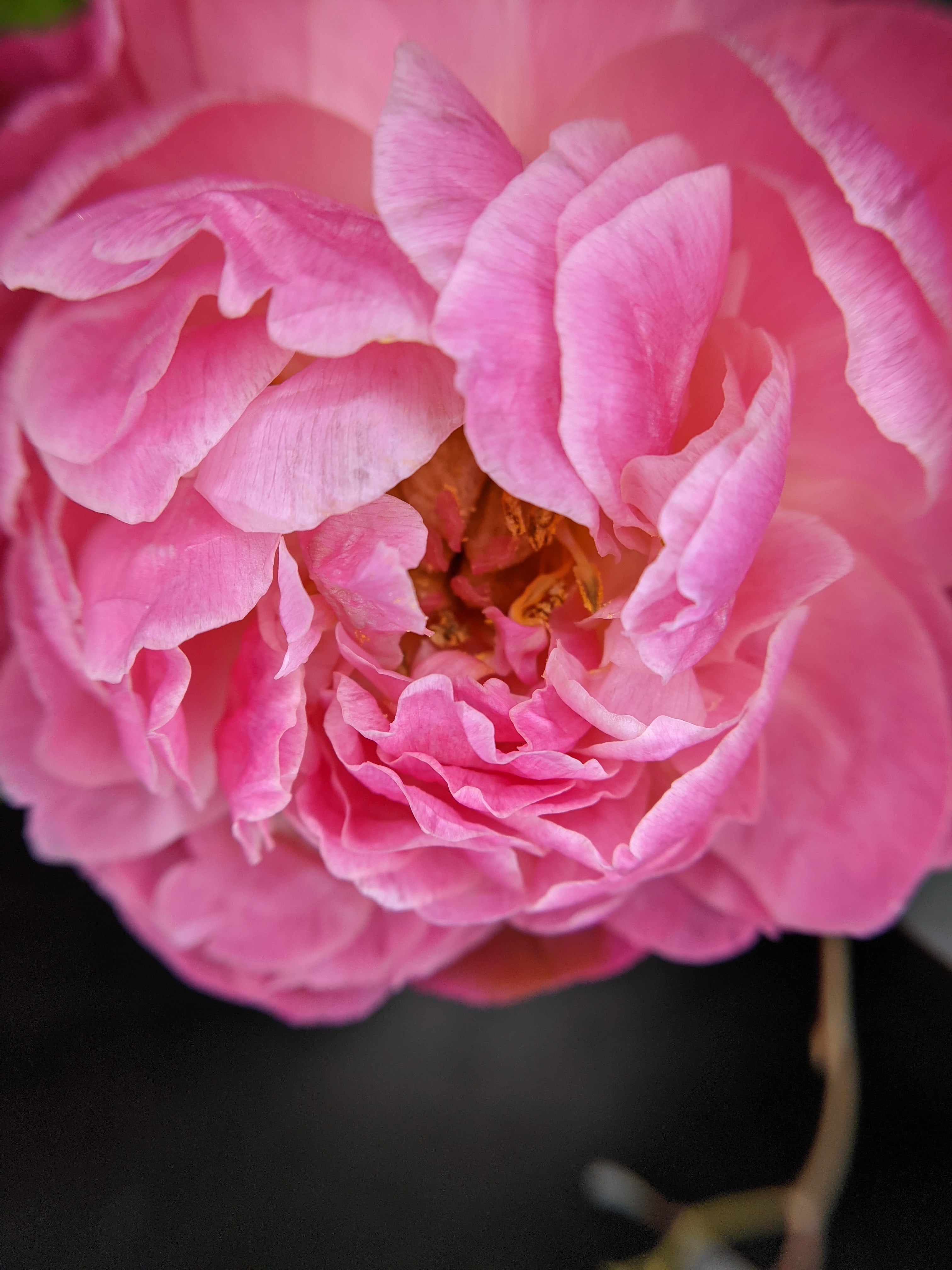 Hollie and Pine Floristry