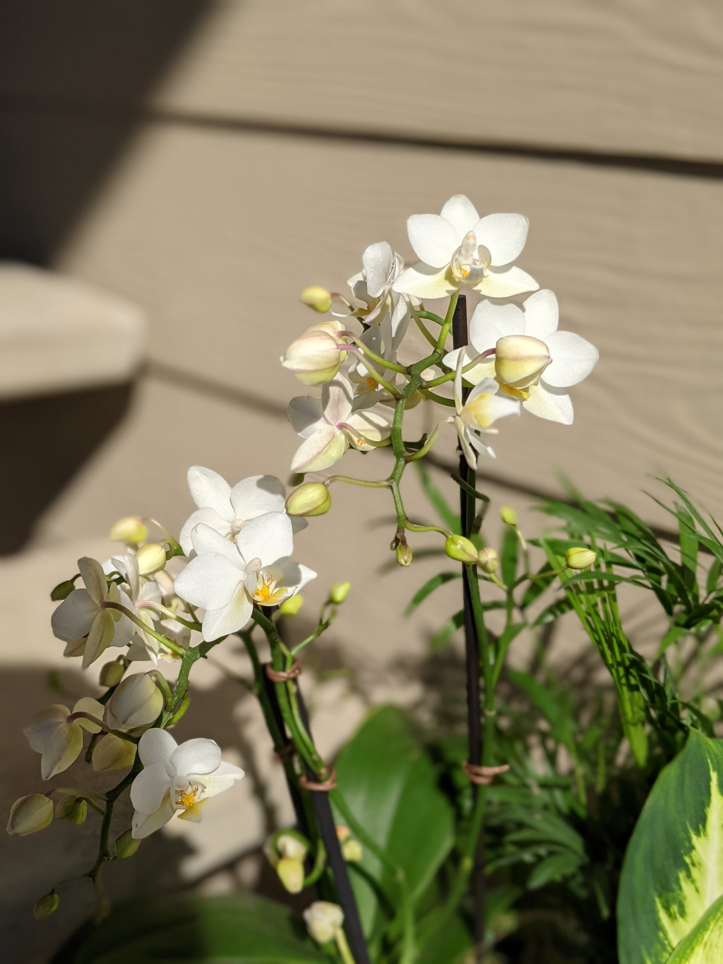 Orchid dish garden