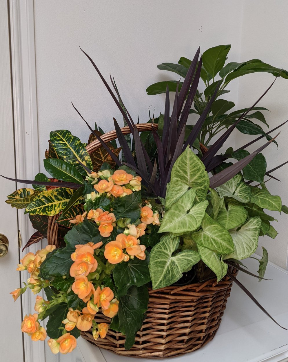 This arrangment features various green plants with many different textures. Some of the featured plants are an orange blooming begonia, caladium, croton, dracenea, and schfelera. 