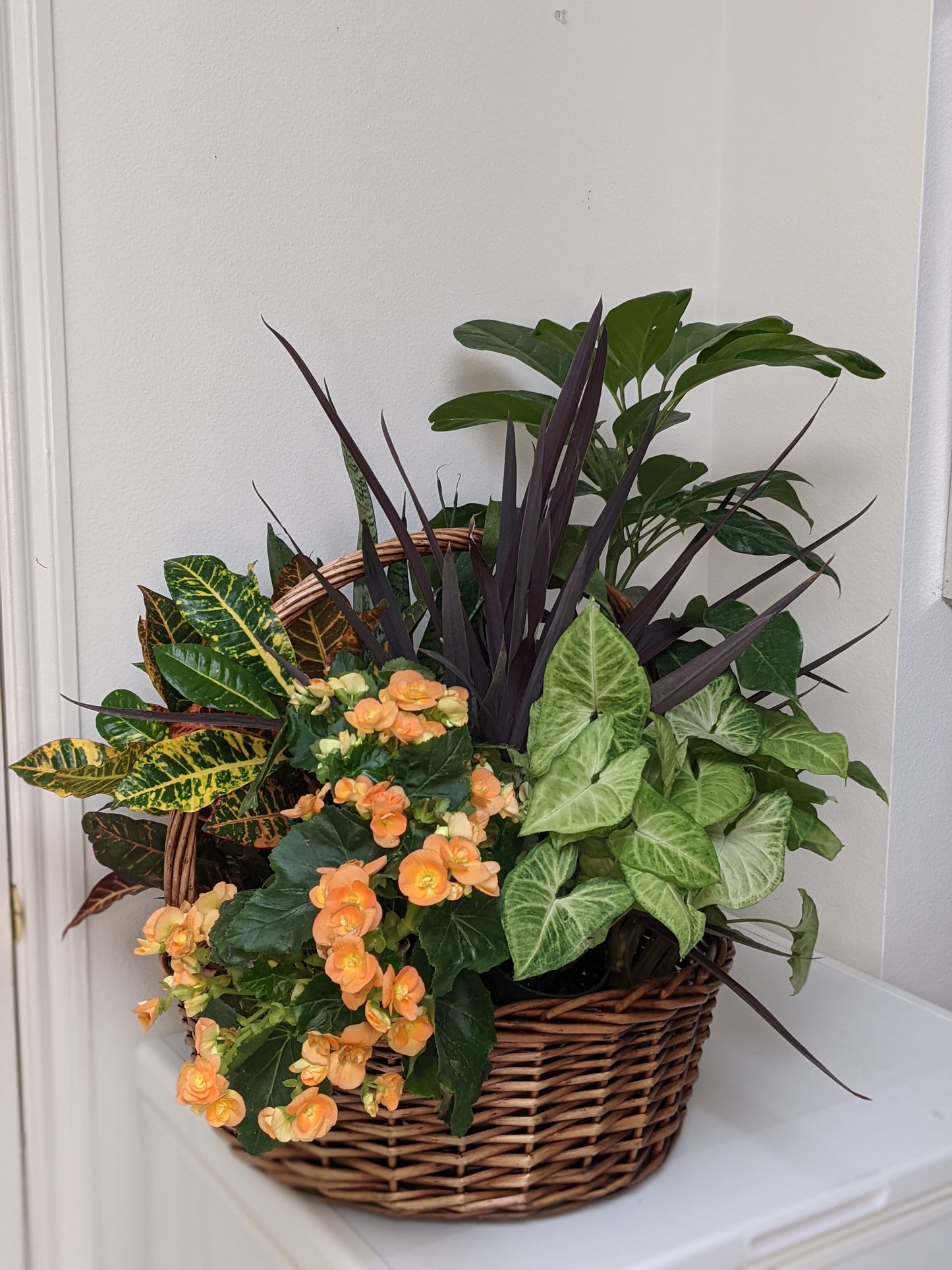 Abundance Plant Basket