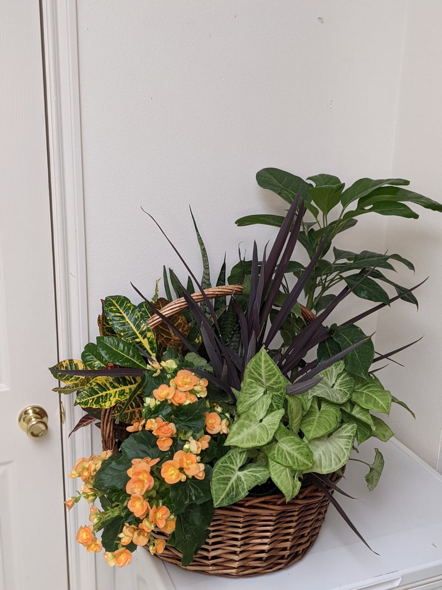 Abundance Plant Basket