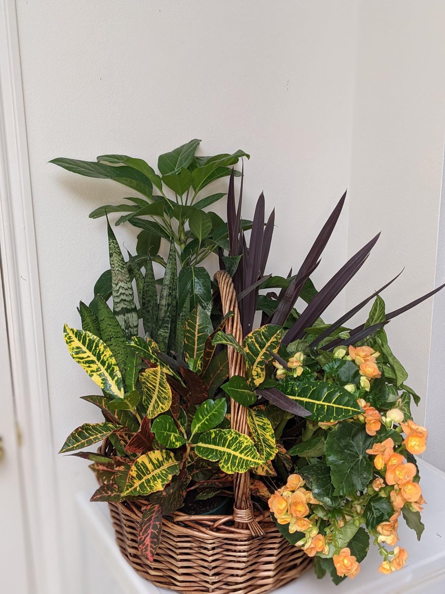 Abundance Plant Basket