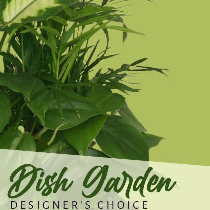 Designer's Choice - Dish Garden